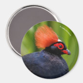 Atemberaubender Rodeldornvogel Magnet (Vorderseite/Rückseite)