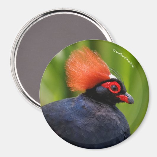 Atemberaubender Rodeldornvogel Magnet (Vorderseite/Rückseite)