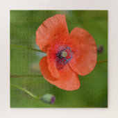 Atemberaubender Roter Mohn Puzzle (Horizontal)