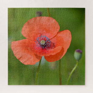 Atemberaubender Roter Mohn Puzzle