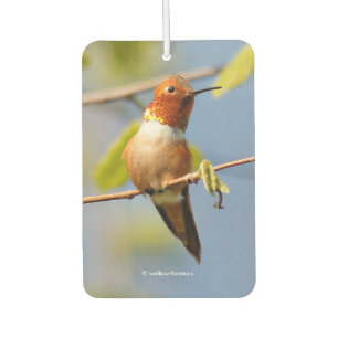 Atemberaubender Rufous Hummingbird in der Sonne Autolufterfrischer