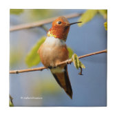 Atemberaubender Rufous Hummingbird in der Sonne Fliese (Vorderseite)