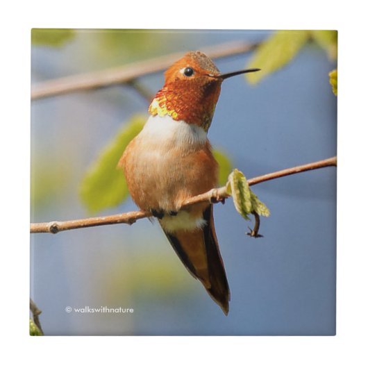 Atemberaubender Rufous Hummingbird in der Sonne Fliese (Vorderseite)