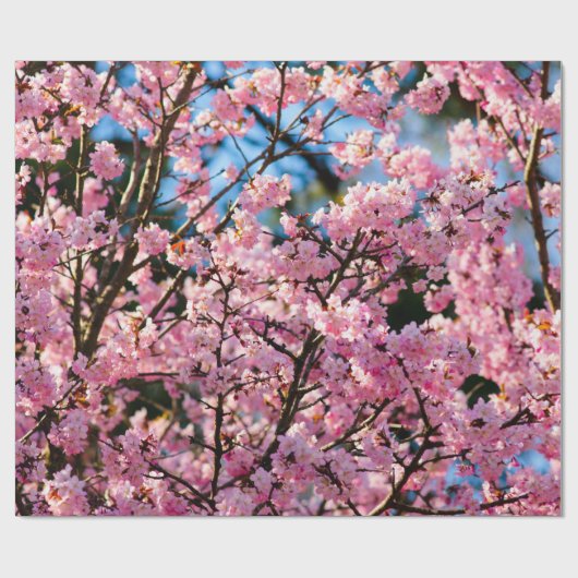 Atemberaubender Sakura-Baum in rosa Blüte Geschenkpapier (Flach)