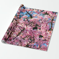 Atemberaubender Sakura-Baum in rosa Blüte