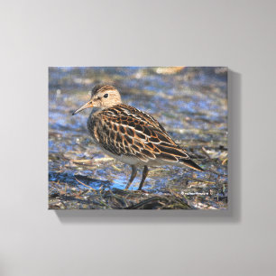 Atemberaubender Sandpiper-Shorebird am Strand Leinwanddruck