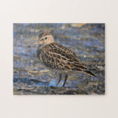 Atemberaubender Sandpiper-Shorebird am Strand Puzzle (Horizontal)