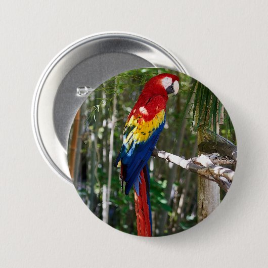 Atemberaubender Scarletmacaw-Papagei Button (Vorne & Hinten)