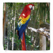 Atemberaubender Scarletmacaw-Papagei