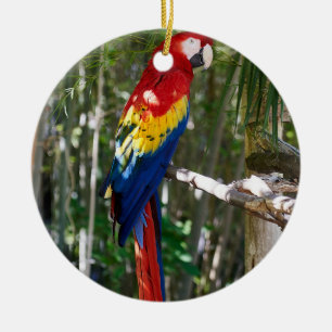 Atemberaubender Scarletmacaw-Papagei Keramik Ornament