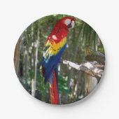 Atemberaubender Scarletmacaw-Papagei Pappteller (Vorderseite)