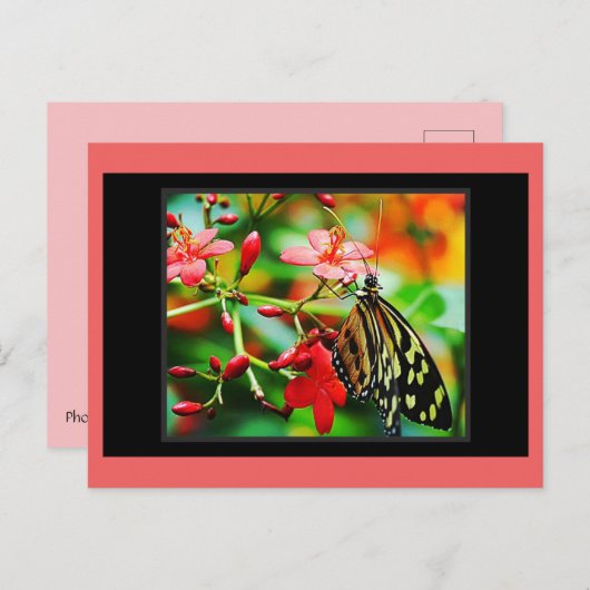 Atemberaubender Schmetterling Postkreuzung Postkar Postkarte (Vorne/Hinten)