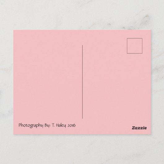 Atemberaubender Schmetterling Postkreuzung Postkar Postkarte (Rückseite)