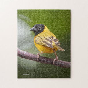 Atemberaubender schwarz-gehasster Weaver-Bird Puzzle