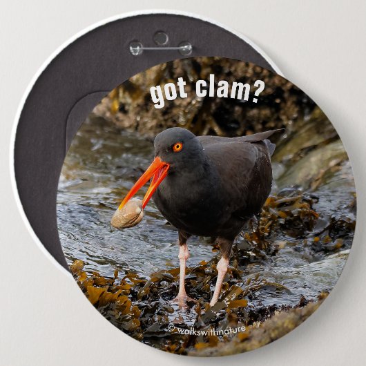 Atemberaubender Schwarzer Oystercatcher mit Clam Button (Vorne & Hinten)