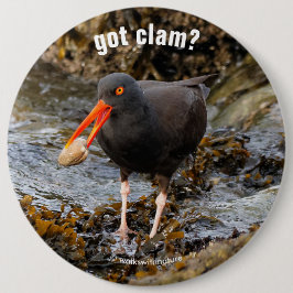 Atemberaubender Schwarzer Oystercatcher mit Clam Button