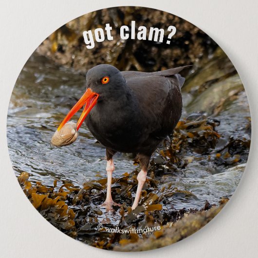 Atemberaubender Schwarzer Oystercatcher mit Clam Button (Vorderseite)