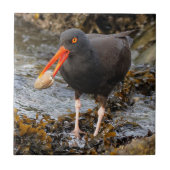 Atemberaubender Schwarzer Oystercatcher mit Clam Fliese (Vorderseite)