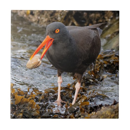 Atemberaubender Schwarzer Oystercatcher mit Clam Fliese (Vorderseite)