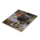 Atemberaubender Schwarzer Oystercatcher mit Clam Fliese (Seite)