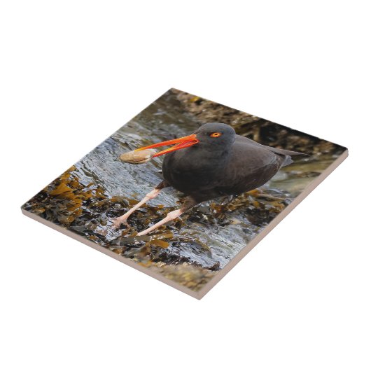 Atemberaubender Schwarzer Oystercatcher mit Clam Fliese (Seite)
