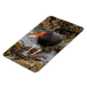 Atemberaubender Schwarzer Oystercatcher mit Clam Magnet (Linke Seite)