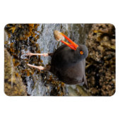Atemberaubender Schwarzer Oystercatcher mit Clam Magnet (Horizontal)