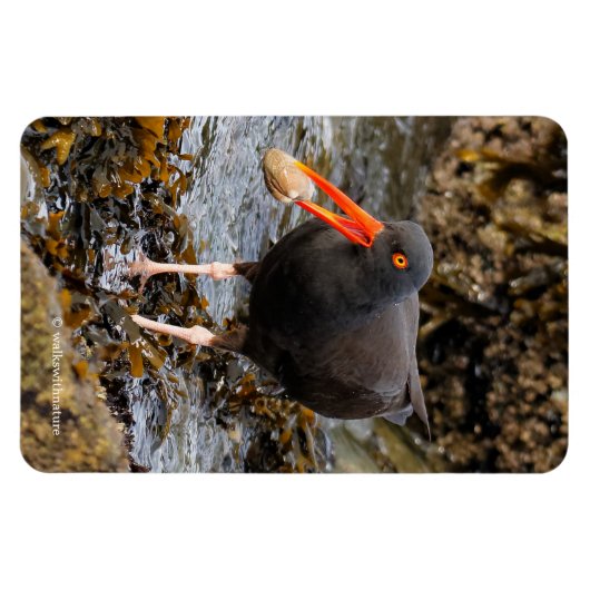 Atemberaubender Schwarzer Oystercatcher mit Clam Magnet (Horizontal)