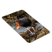 Atemberaubender Schwarzer Oystercatcher mit Clam Magnet (Rechte Seite)