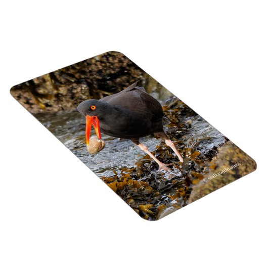 Atemberaubender Schwarzer Oystercatcher mit Clam Magnet (Rechte Seite)