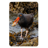 Atemberaubender Schwarzer Oystercatcher mit Clam Magnet (Vertikal)