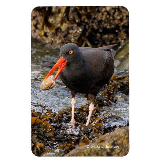 Atemberaubender Schwarzer Oystercatcher mit Clam Magnet (Vertikal)