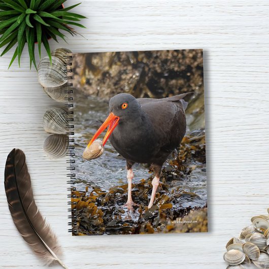 Atemberaubender Schwarzer Oystercatcher mit Clam Notizblock
