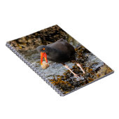 Atemberaubender Schwarzer Oystercatcher mit Clam Notizblock (Rechte Seite)