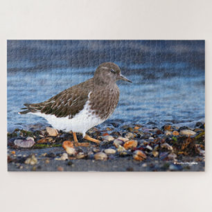 Atemberaubender schwarzer Turnstone am Strand Puzzle