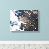 Atemberaubender Schwarzer Turnstone-Shorebird im S Leinwanddruck (Insitu (Holzboden))