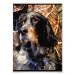 Atemberaubender Setter Fotodruck