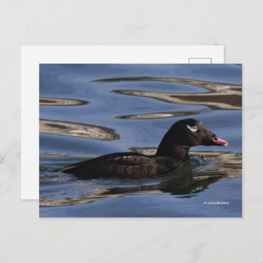 Atemberaubender Spitzschwingenschwanz am Pier's Ed Postkarte (Vorne/Hinten)