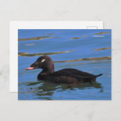 Atemberaubender Spitzschwingenschwanz am Pier's Ed Postkarte (Vorne/Hinten)