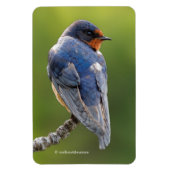 Atemberaubender Stallschlauch an einer Zweigstelle Magnet (Vertikal)