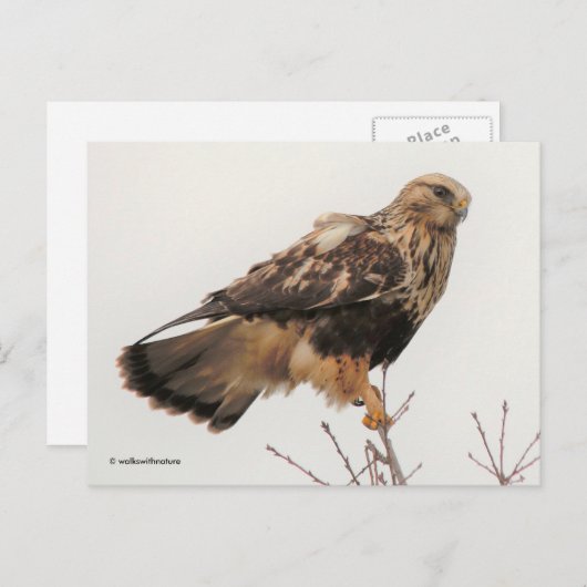 Atemberaubender, stumpfer Hawk im Baum Postkarte (Vorne/Hinten)