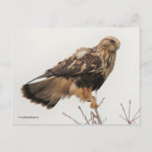 Atemberaubender, stumpfer Hawk im Baum Postkarte (Vorderseite)