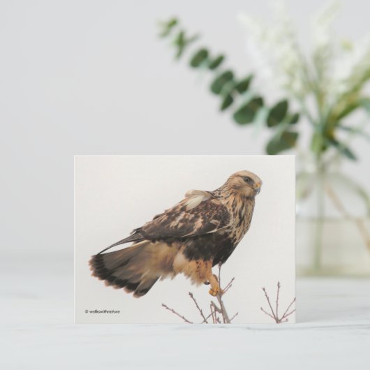 Atemberaubender, stumpfer Hawk im Baum Postkarte (Stehend Vorderseite)