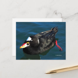 Atemberaubender Surfschuh-Duck am Pier's Edge Postkarte