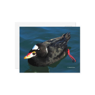 Atemberaubender Surfschuh-Duck am Pier's Edge Postkarte