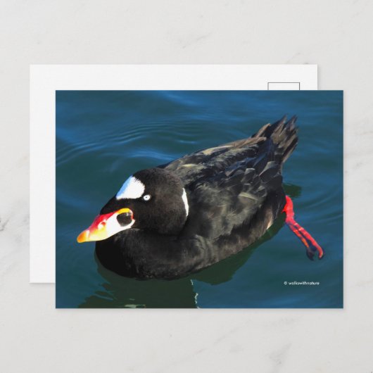 Atemberaubender Surfschuh-Duck am Pier's Edge Postkarte (Vorne/Hinten)