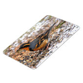 Atemberaubender Varietätsongbird auf dem Schneegeb Magnet (Linke Seite)