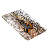 Atemberaubender Varietätsongbird auf dem Schneegeb Magnet (Rechte Seite)