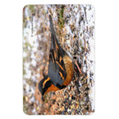Atemberaubender Varietätsongbird auf dem Schneegeb Magnet (Vertikal)