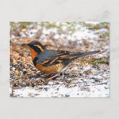 Atemberaubender Varietätsongbird auf dem Schneegeb Postkarte (Vorderseite)